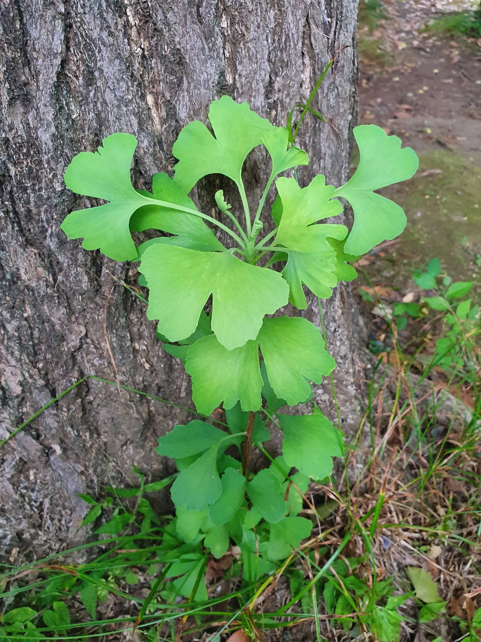 Maidenhair Tree (Ginkgo Biloba) — the Ginkgo biloba stands tall; revered for its resilience and longevity, image 51
