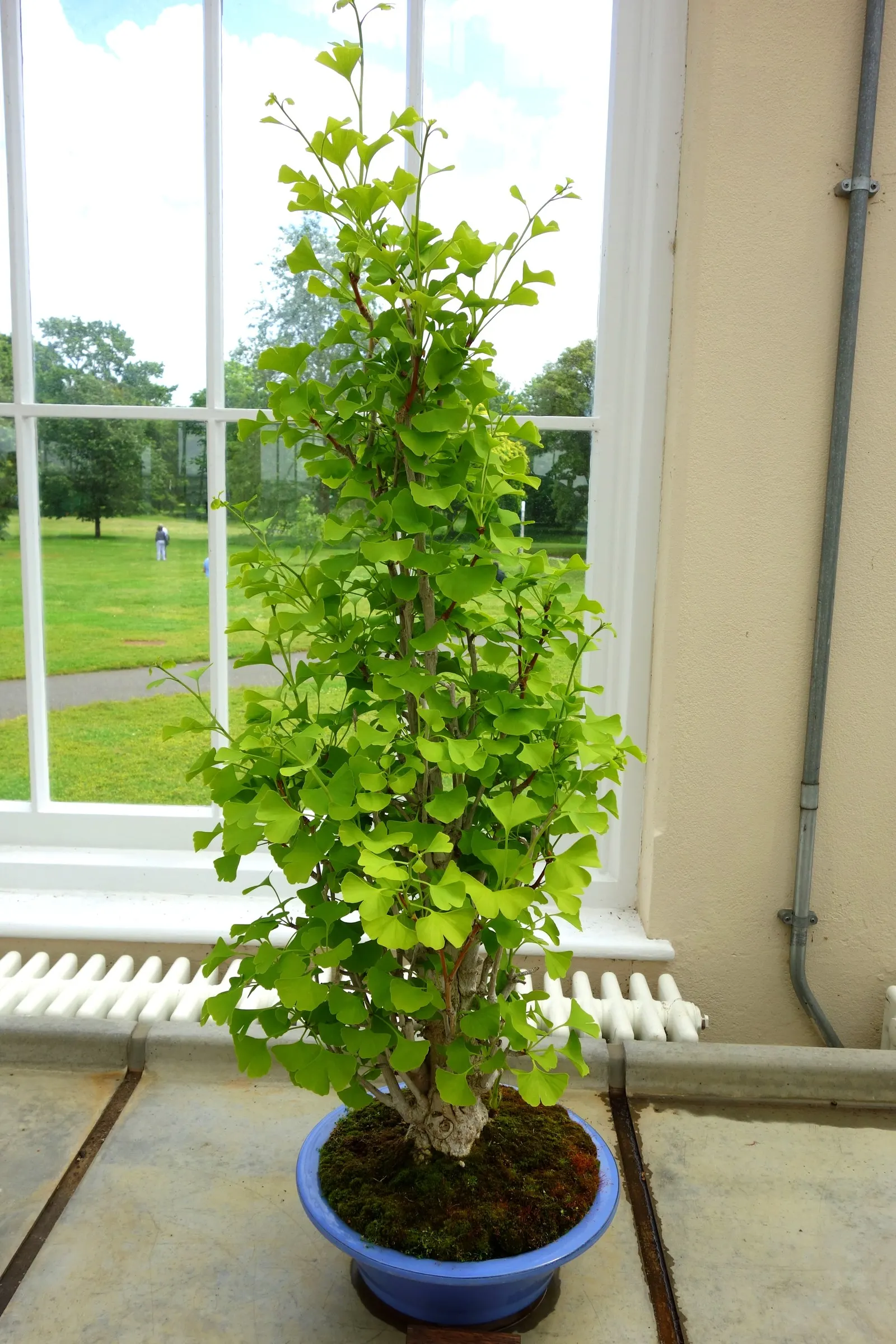 Maidenhair Tree (Ginkgo Biloba) — reaching an average height of 35 to 50 feet with a spread of 25 to 35 feet at maturity