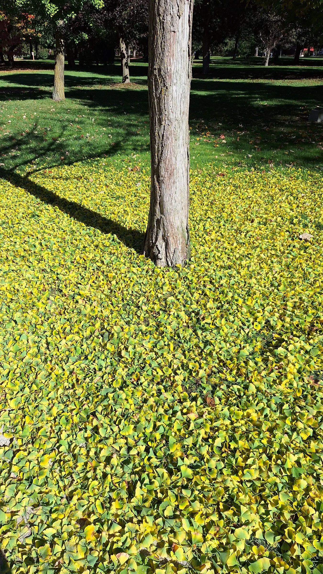 Maidenhair Tree (Ginkgo Biloba) — providing dramatic seasonal interest
