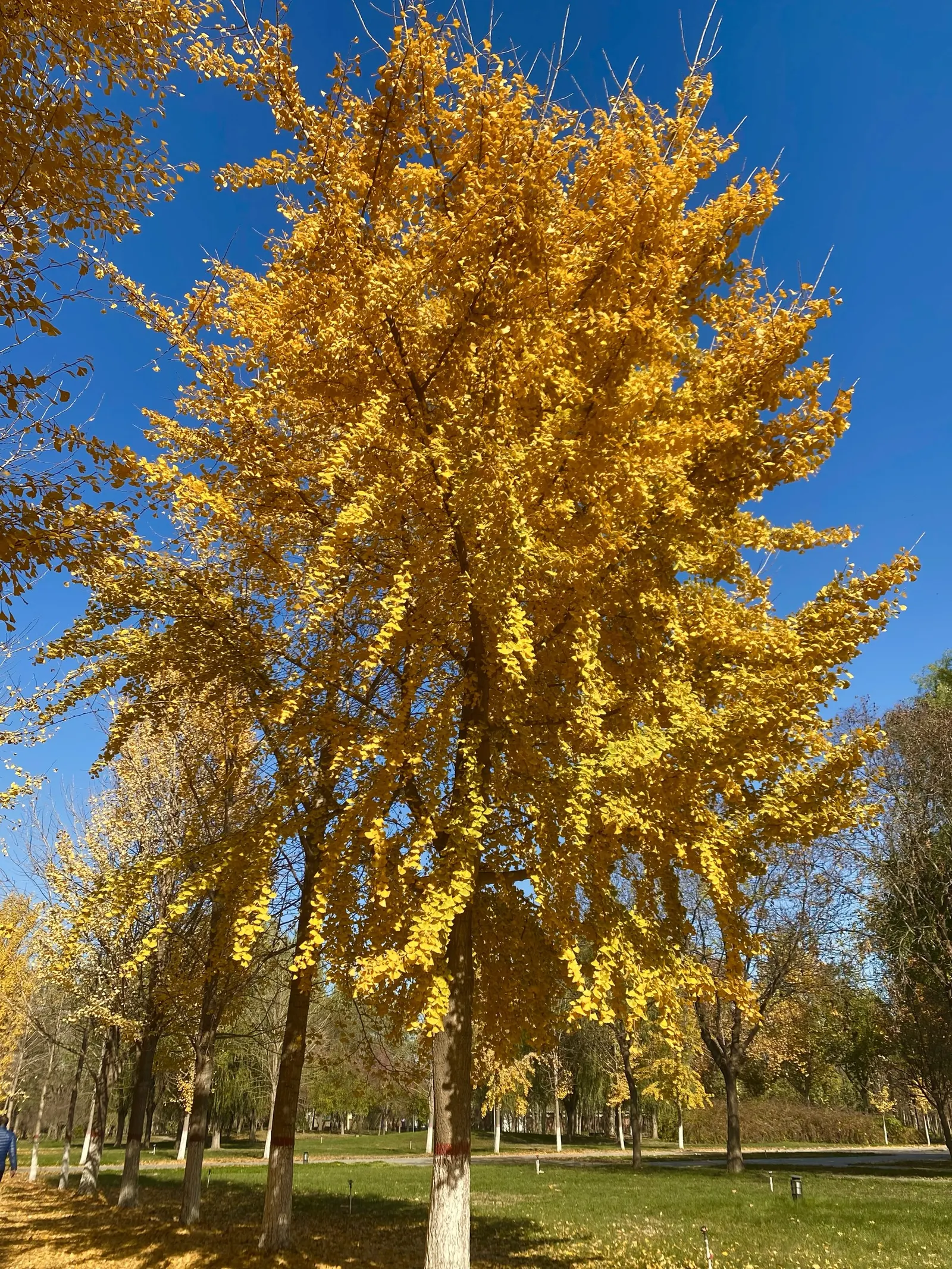 Maidenhair Tree (Ginkgo Biloba) — Its canopy develops a dignified; the species is dioecious, meaning trees are either male or female, image 53