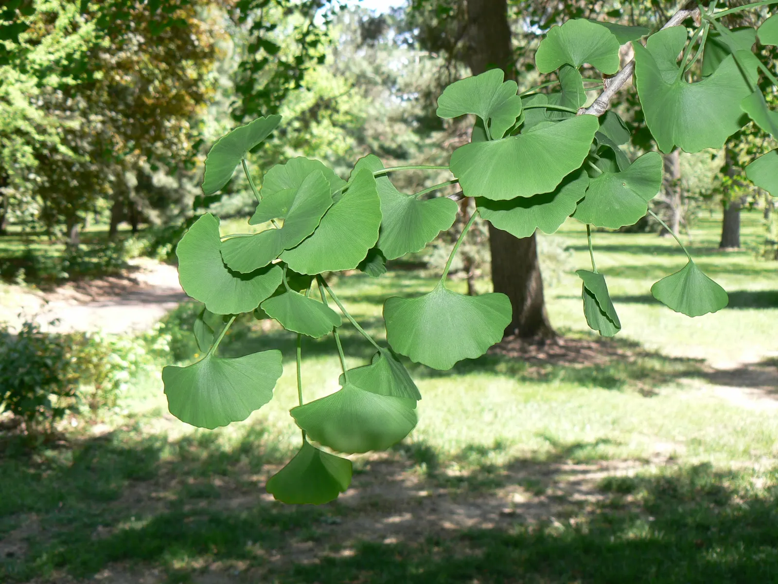 Maidenhair Tree (Ginkgo Biloba) — When designing a landscape; note that this tree prefers full sun to partial shade, image 85