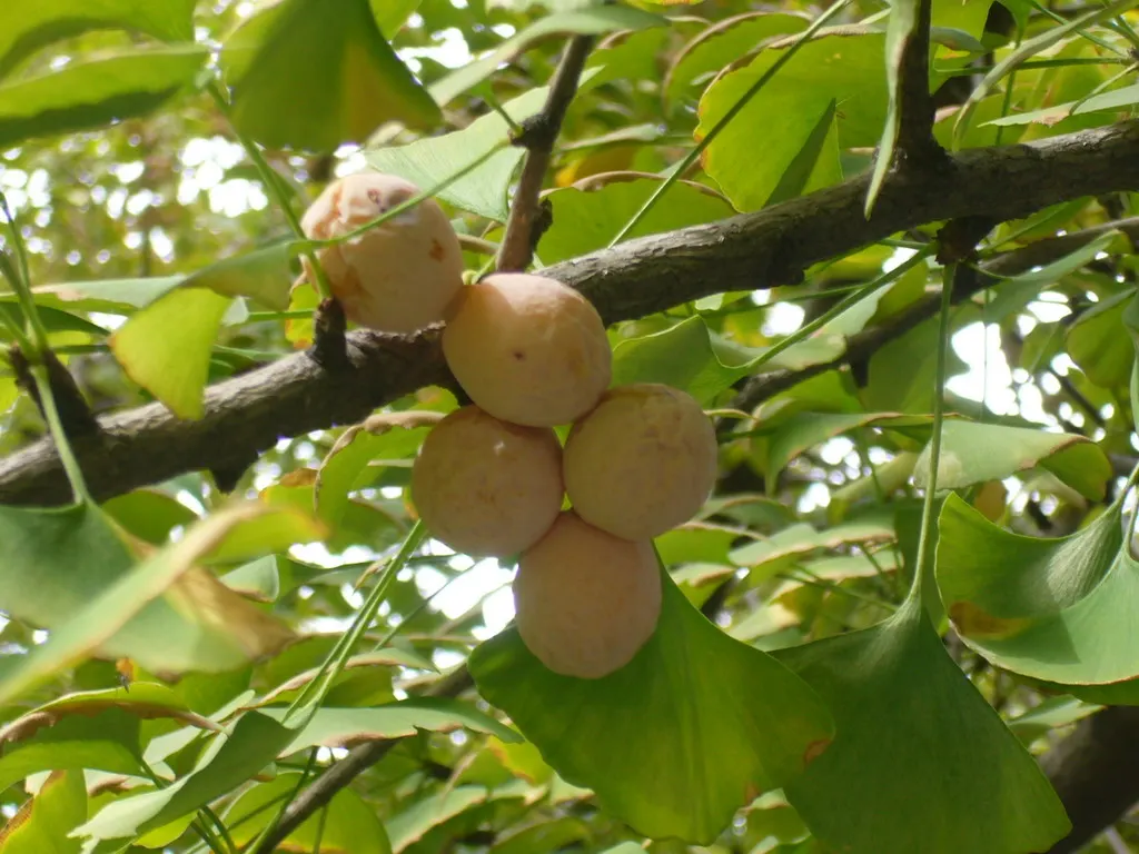 Maidenhair Tree (Ginkgo Biloba) — making it a sturdy choice for cityscapes as well as residential properties; these leaves are typically 2 to 3, image 84