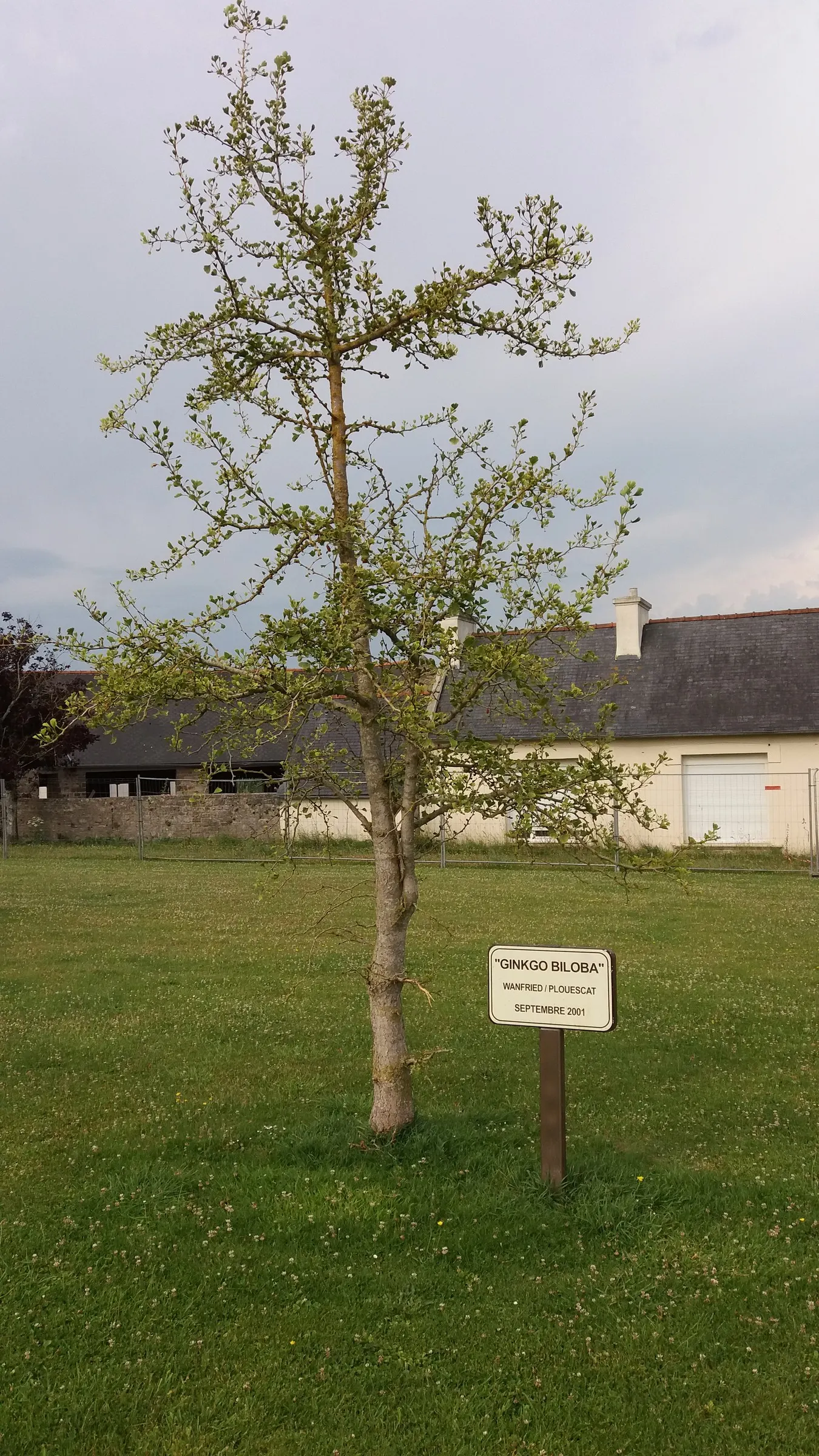 Maidenhair Tree (Ginkgo Biloba) — tree for full or half; when designing a landscape