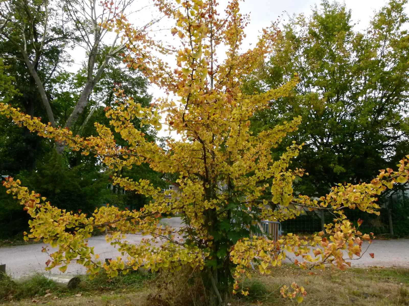 Maidenhair Tree (Ginkgo Biloba) — It is remarkably tolerant of pollution