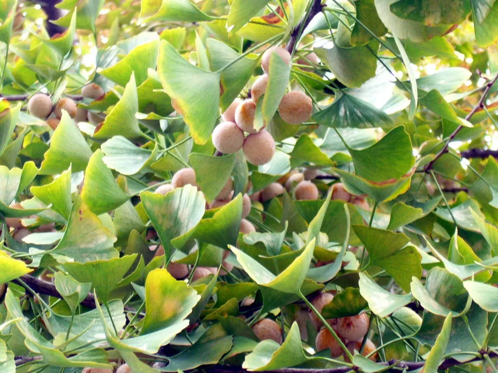 Maidenhair Tree (Ginkgo Biloba) — the Ginkgo biloba stands tall; revered for its resilience and longevity, image 73