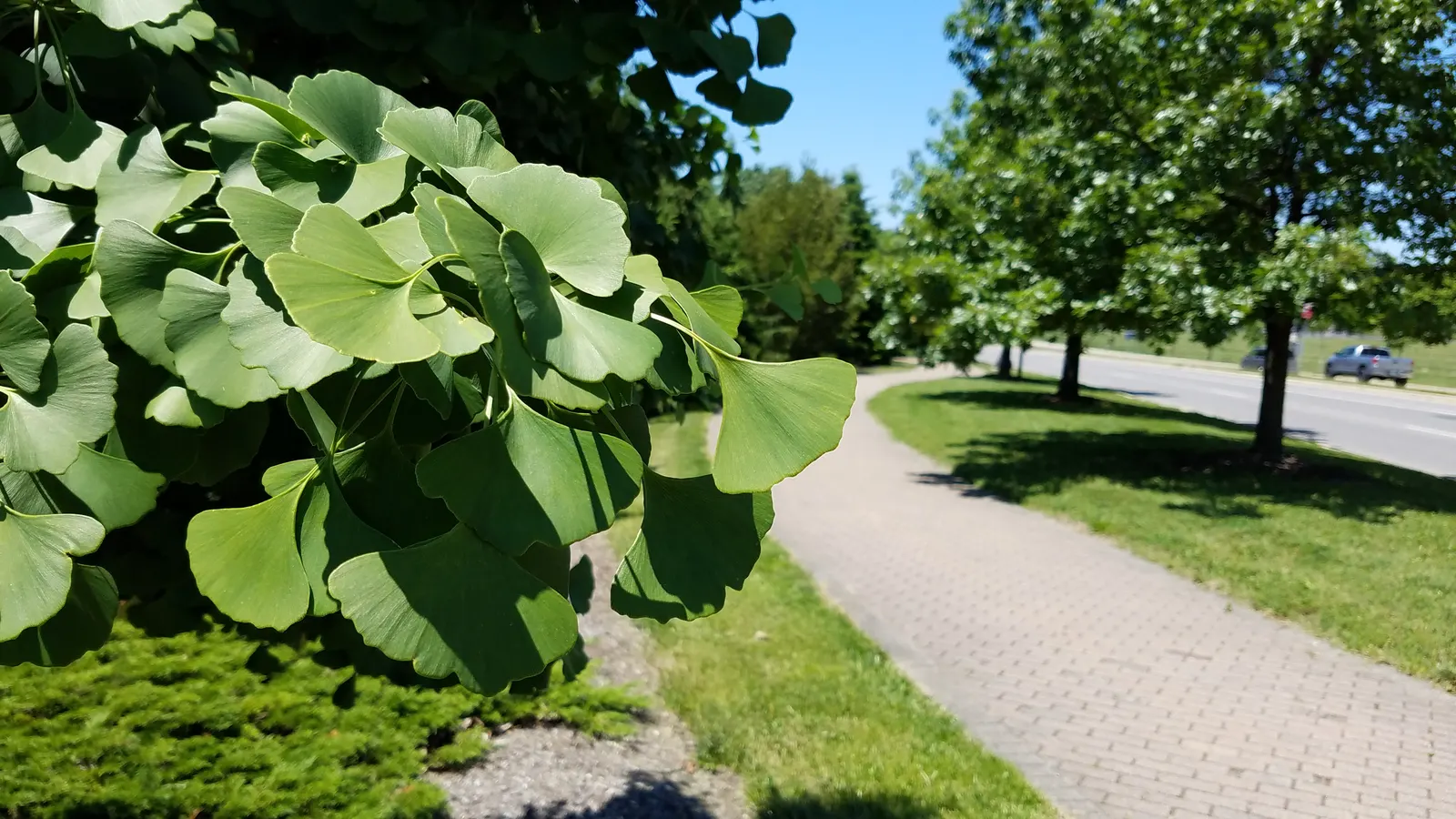 Maidenhair Tree (Ginkgo Biloba) — deciduous specimen with fan-shaped leaves that turn vivid yellow in fall; it thrives in zones 3-8, prefers full, image 89
