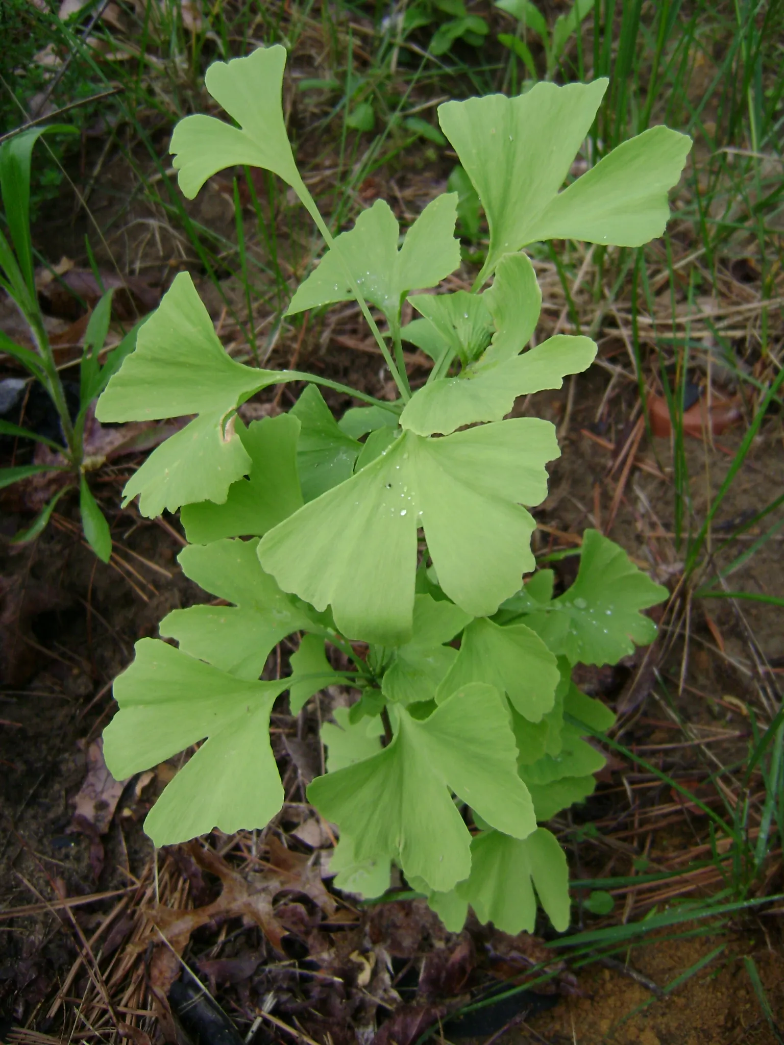 Maidenhair Tree (Ginkgo Biloba) — reaching an average height of 35 to 50 feet with a spread of 25 to 35 feet at maturity; its canopy develops a, image 52