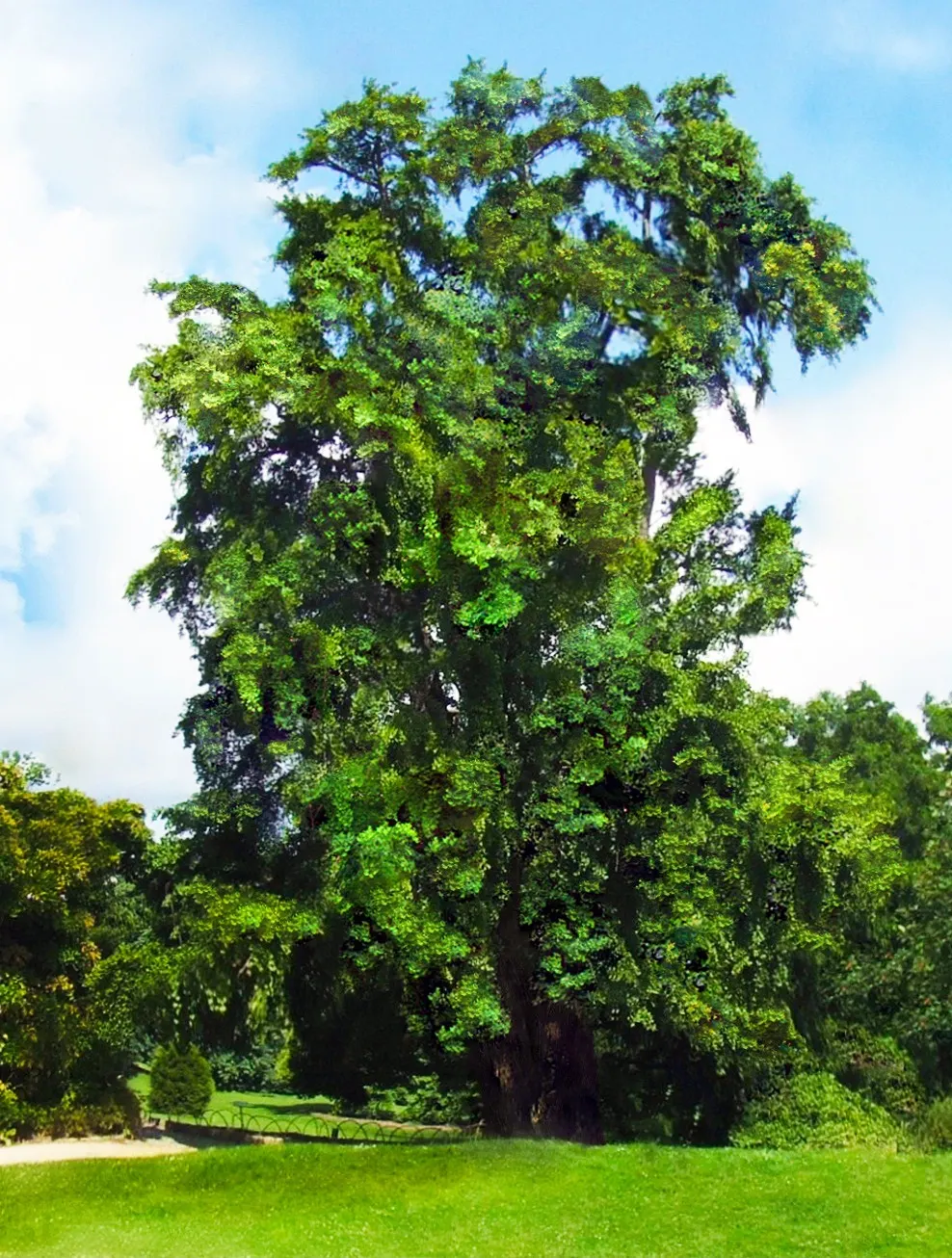 Maidenhair Tree (Ginkgo Biloba) — broadly pyramidal to upright form.<br><br>The leaves are a bright green; deciduous specimen with fan-shaped, image 54