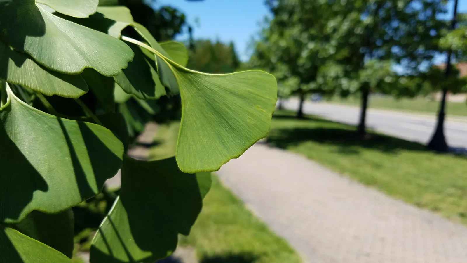 Maidenhair Tree (Ginkgo Biloba) — The species is dioecious, meaning trees are either male or female; with a slow to medium growth rate, the Ginkho, image 82