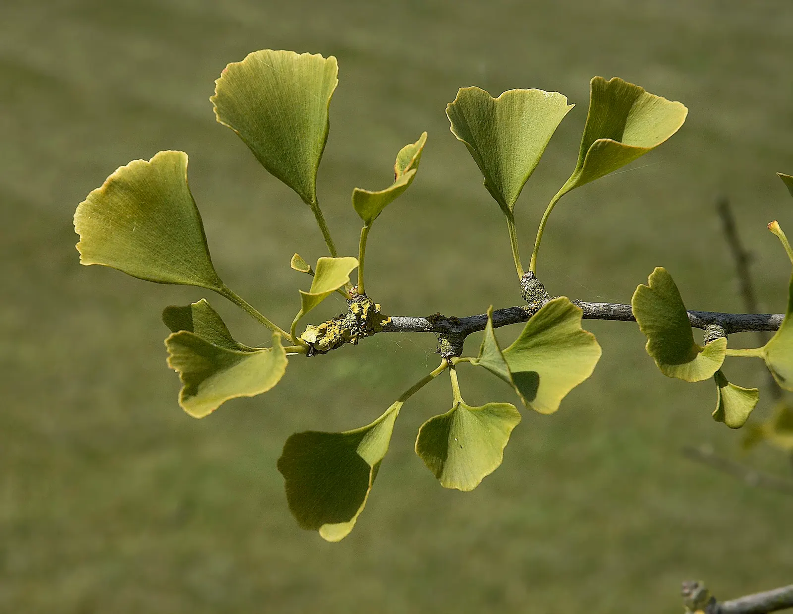 Maidenhair Tree (Ginkgo Biloba) — deciduous specimen with fan-shaped leaves that turn vivid yellow in fall; it thrives in zones 3-8, prefers full, image 67