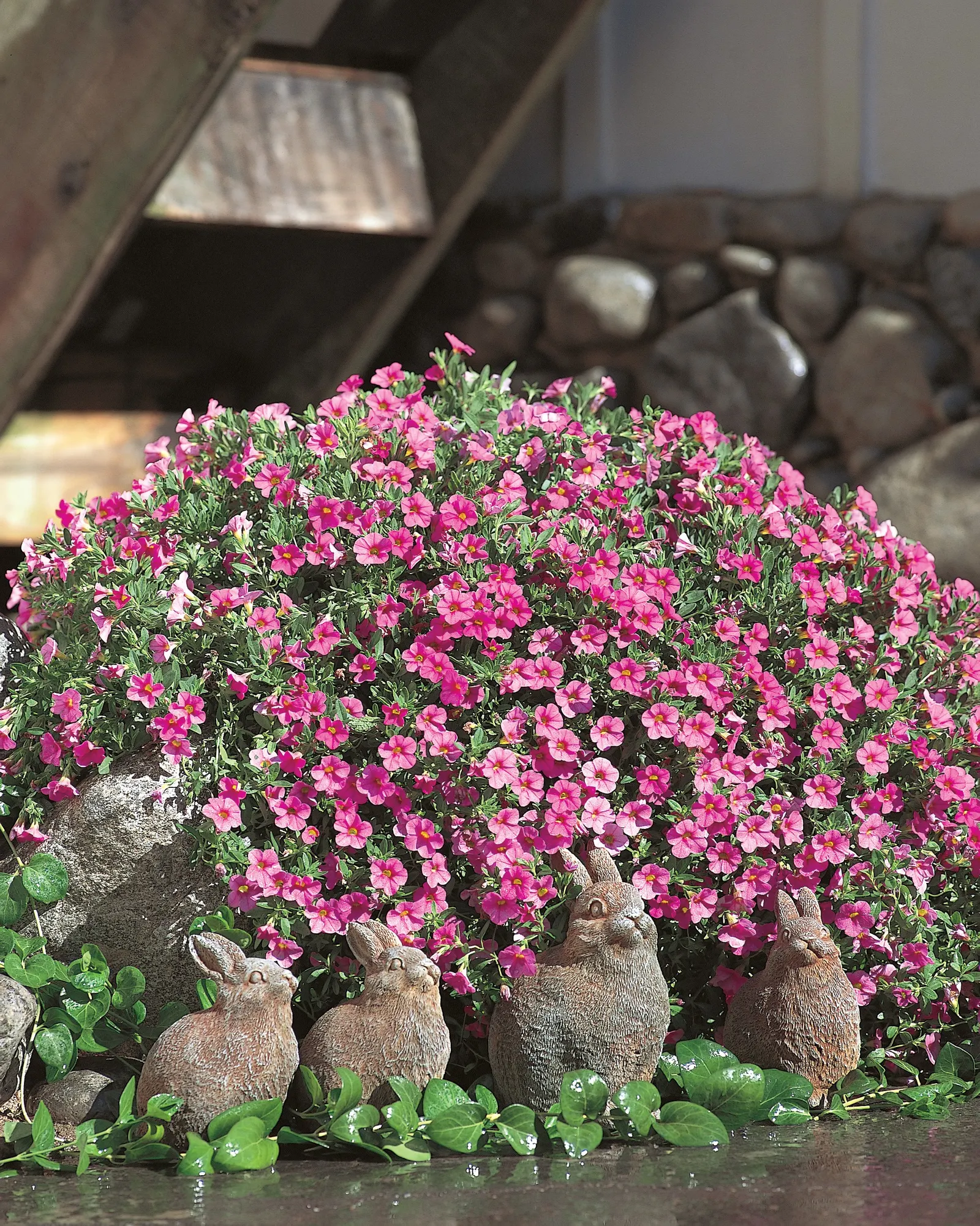 Pink II Calibrachoa — scattering vivid color over deep green foliage from planting time until hard frost