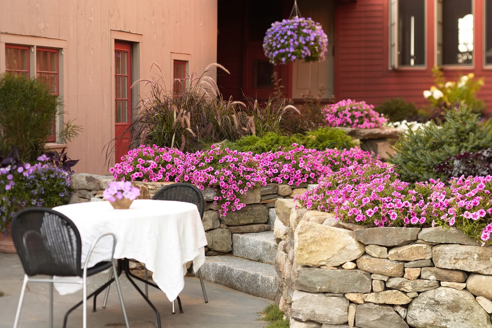 Pink II Calibrachoa — The Calibrachoa 'Pink II' is a mounding-trailing annual with deep green foliage covered in rich pink