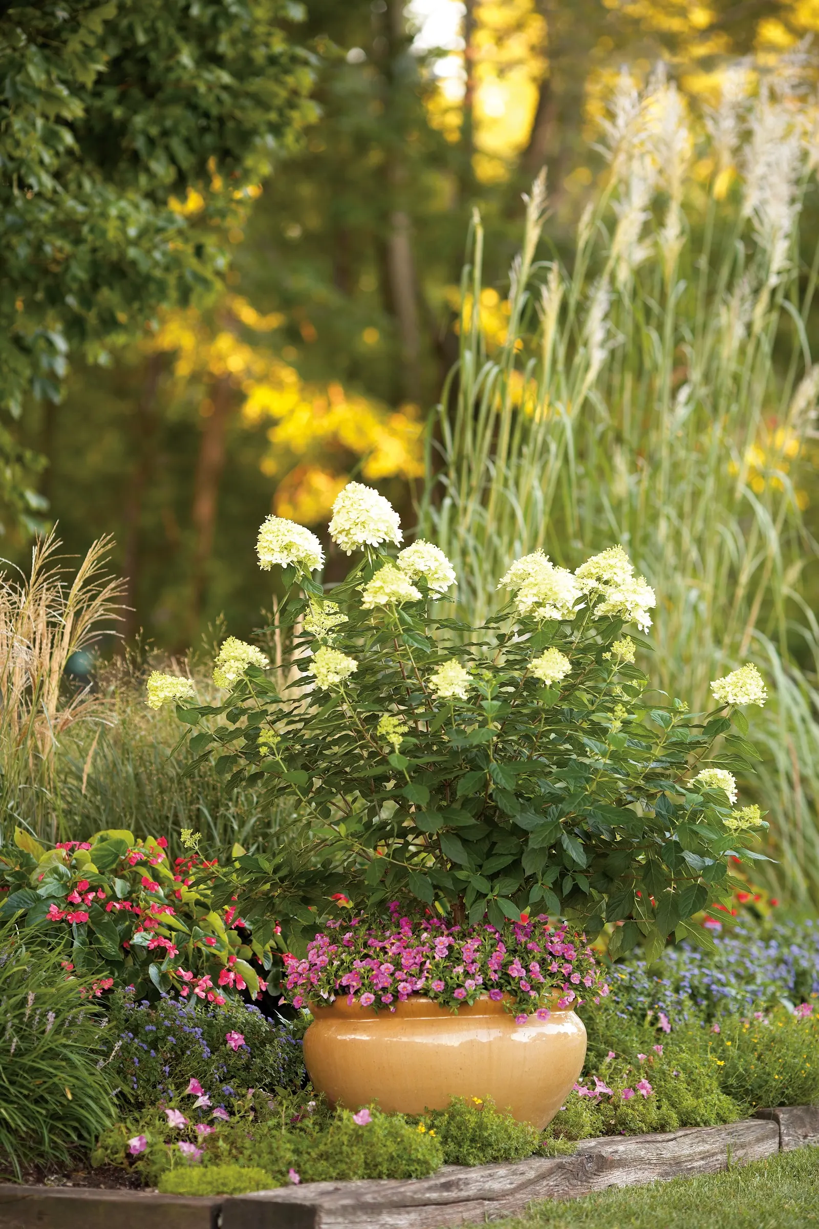 Pink II Calibrachoa — free-flowering annual from Proven Winners® prized for its lush mounding-trailing habit and clear