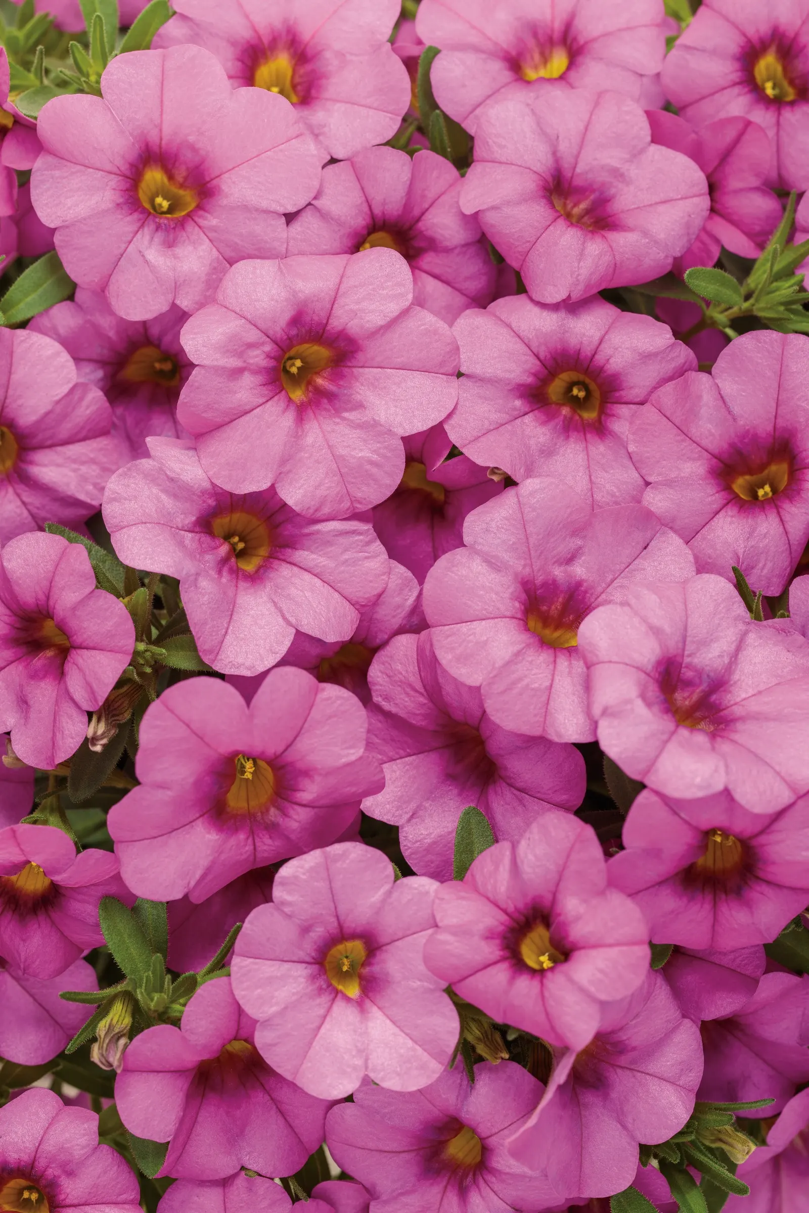 Pink II Calibrachoa — Pink II Calibrachoa typically grows 6 to 12 inches tall and spreads 12 to 24 inches wide