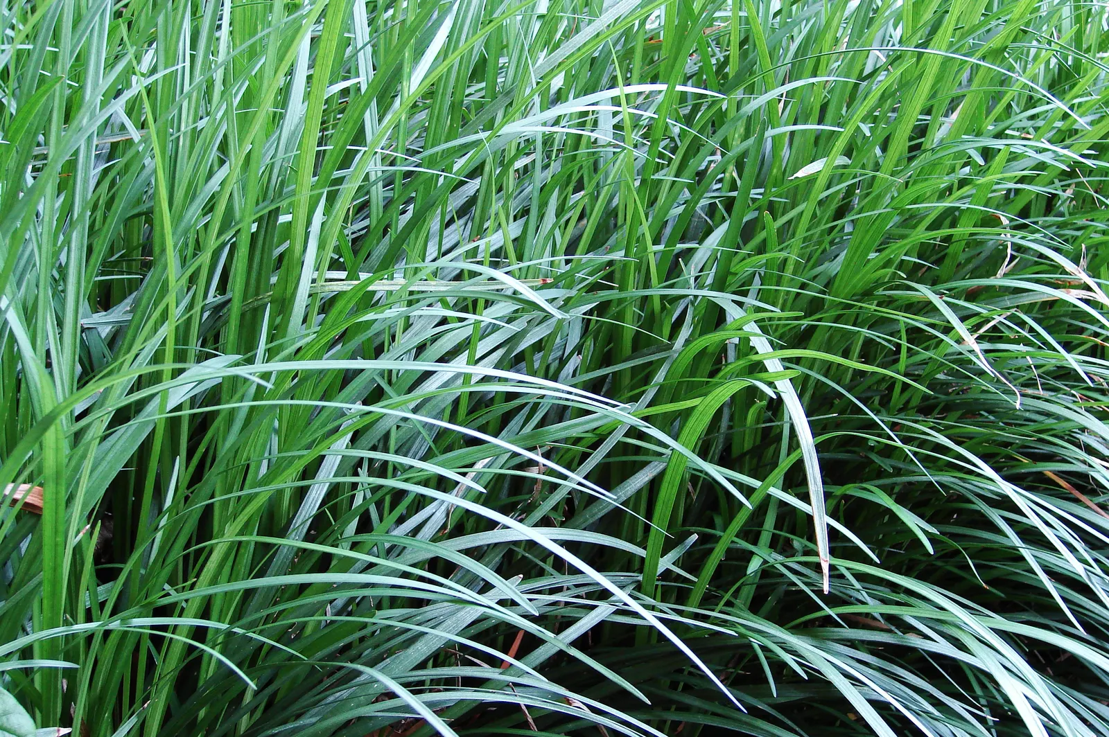 Big Blue Lily Turf (Liriope Muscari 'Big Blue') — reaching 12-15 inches in height and spreading 18-24 inches wide