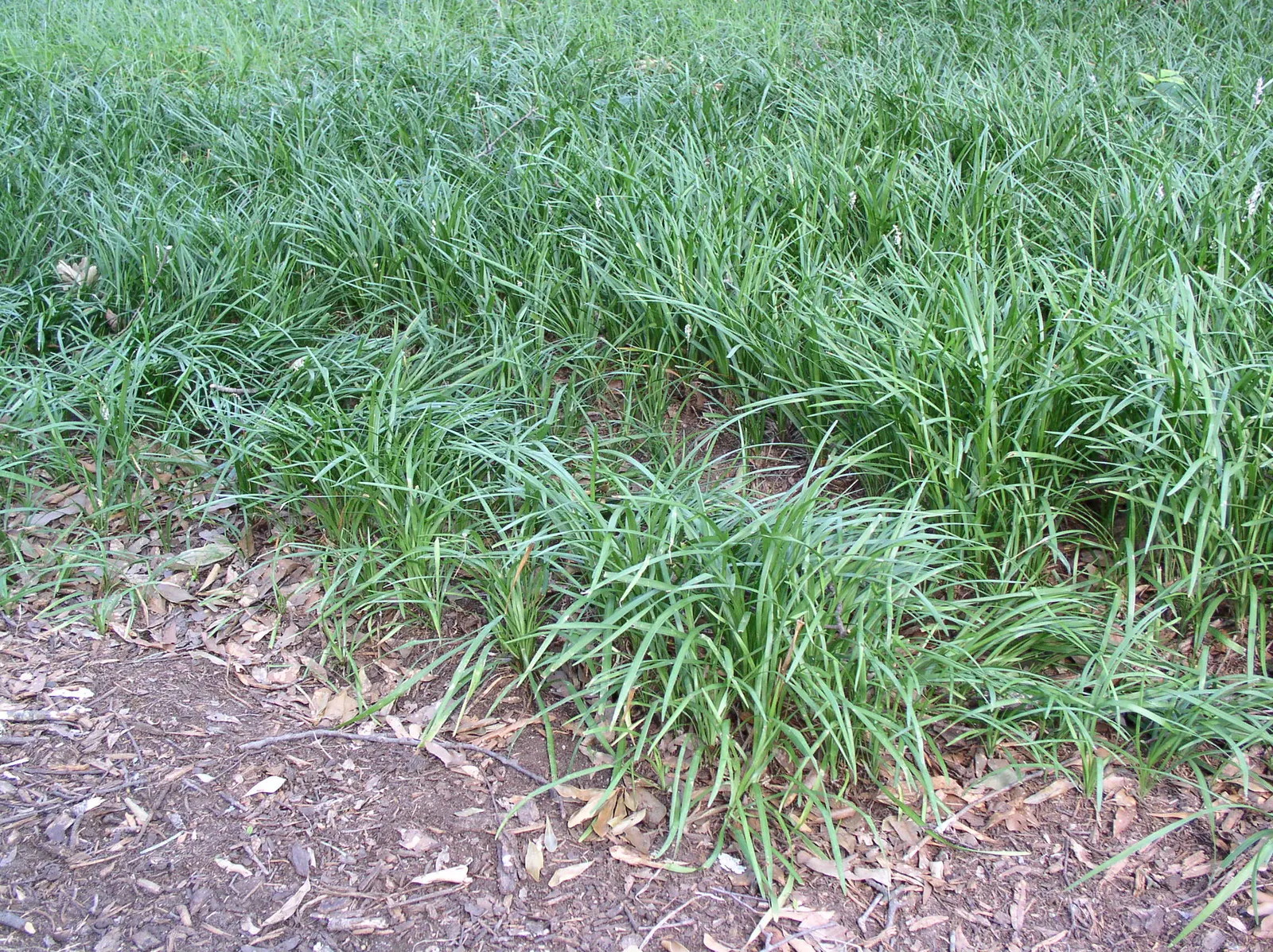 Big Blue Lily Turf (Liriope Muscari 'Big Blue') — Introducing the Big Blue Lily Turf (Liriope muscari 'Big Blue'): an elegant