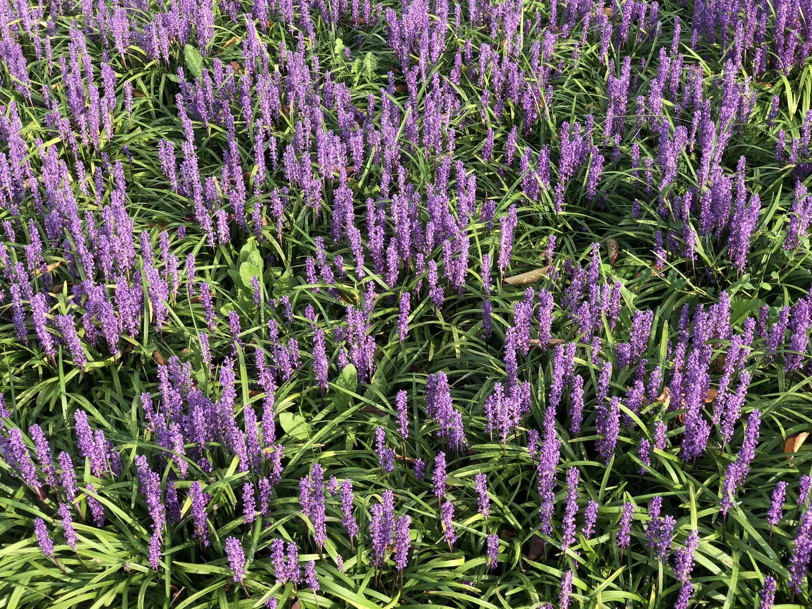 Big Blue Lily Turf (Liriope Muscari 'Big Blue') — USDA Hardiness Zones 5-10