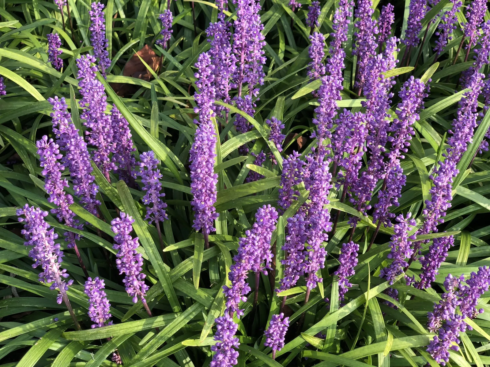 Big Blue Lily Turf (Liriope Muscari 'Big Blue') — is an evergreen perennial prized for its lush