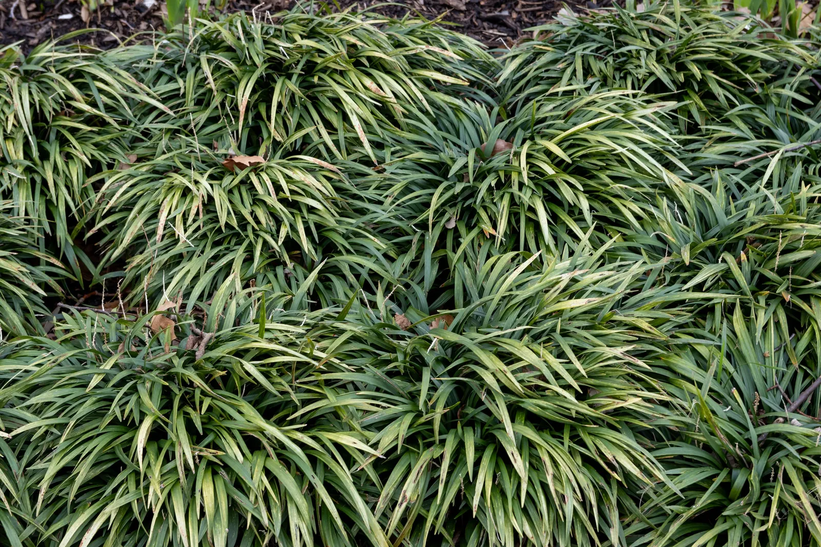 Big Blue Lily Turf (Liriope Muscari 'Big Blue') — Ideal for borders and groundcover, it thrives in partial to full shade and tolerates drought once established