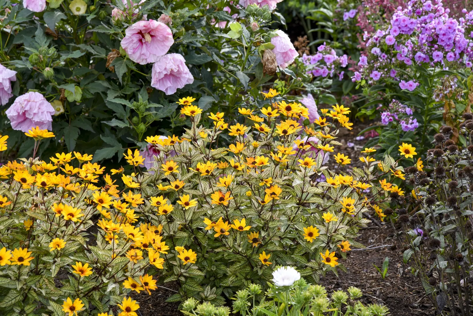 'Touch of Blush' False Sunflower (Heliopsis helianthoides) — The Heliopsis helianthoides 'Touch of Blush' is a mounded perennial with white variegated foliage