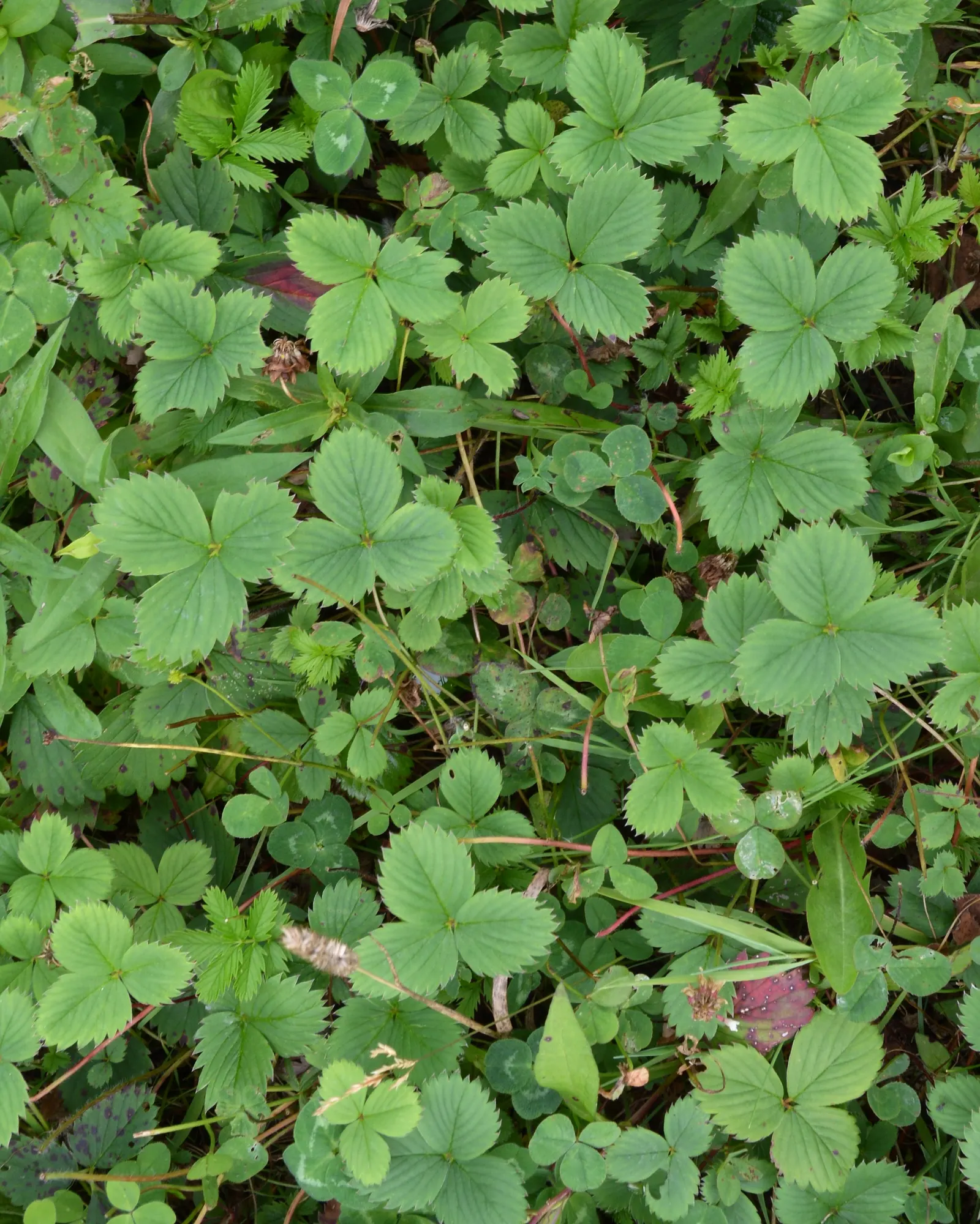 Wild Strawberry (Fragaria Virginiana) — preferring full sun to partial shade; forming an excellent ground cover, image 54