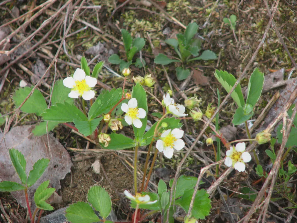Wild Strawberry (Fragaria Virginiana) — ground cover / perennial for full or half; enhancing biodiversity in your landscape, image 104