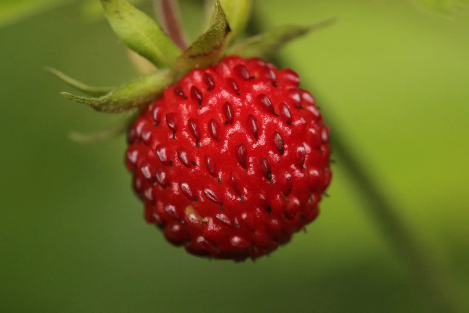 Wild Strawberry (Fragaria Virginiana) — dense mat which can suppress weeds