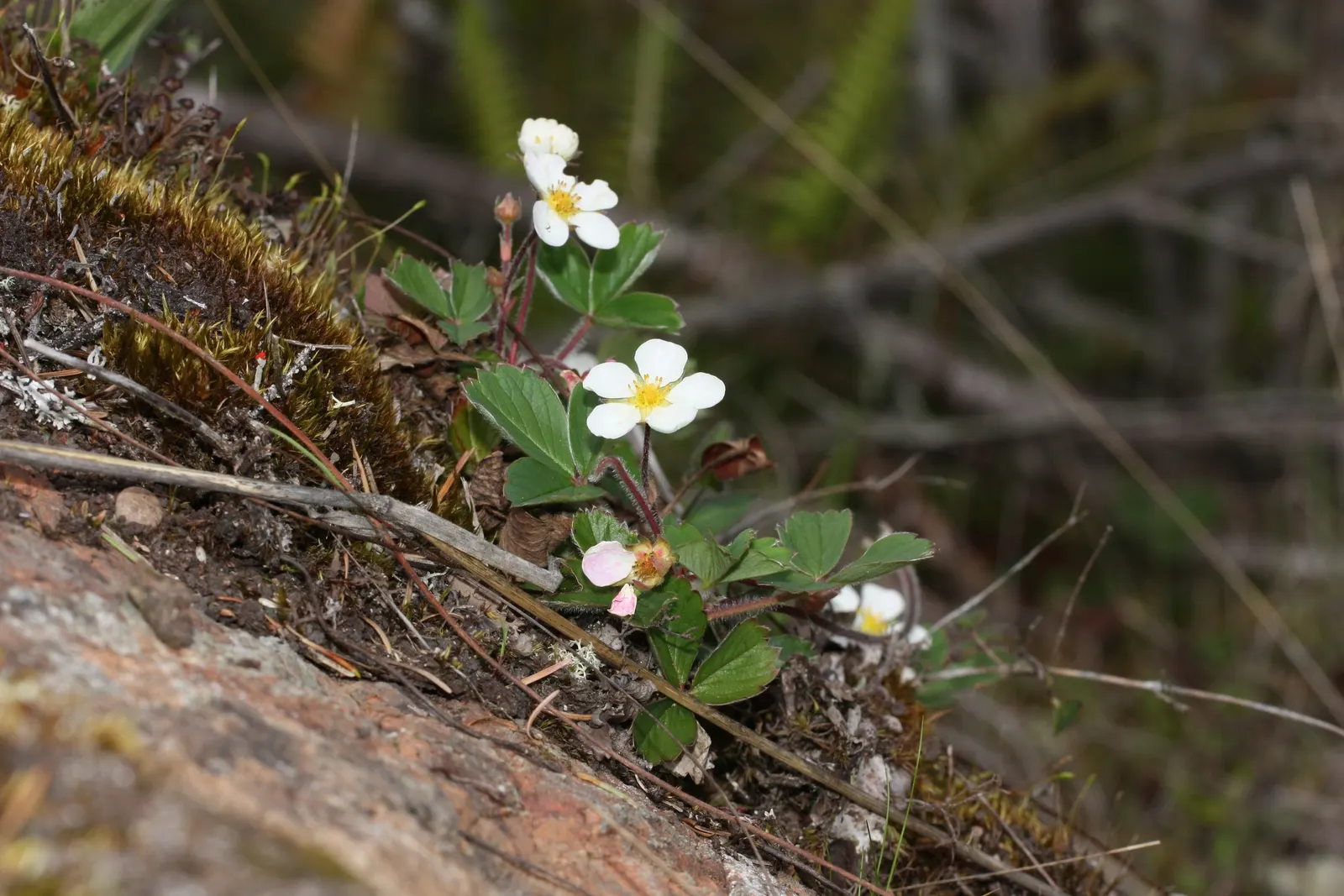 Wild Strawberry (Fragaria Virginiana) — each generally less than an inch in diameter.<br><br>F; this native is ideal for naturalized areas, offering food for