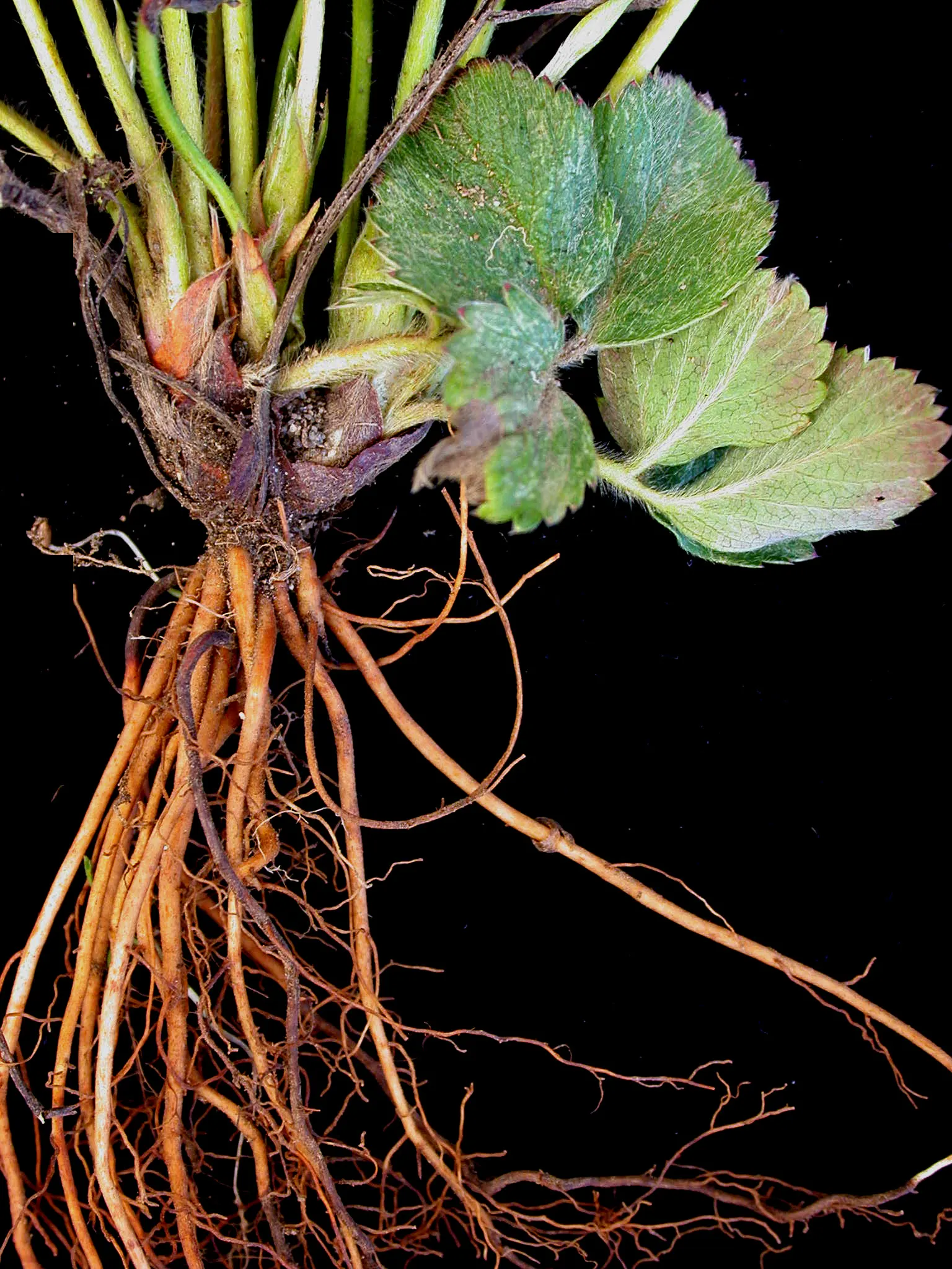 Wild Strawberry (Fragaria Virginiana) — virginiana thrives in USDA zones 3 through 10 and prefers full sun to part shade exposures; dense mat which, image 95