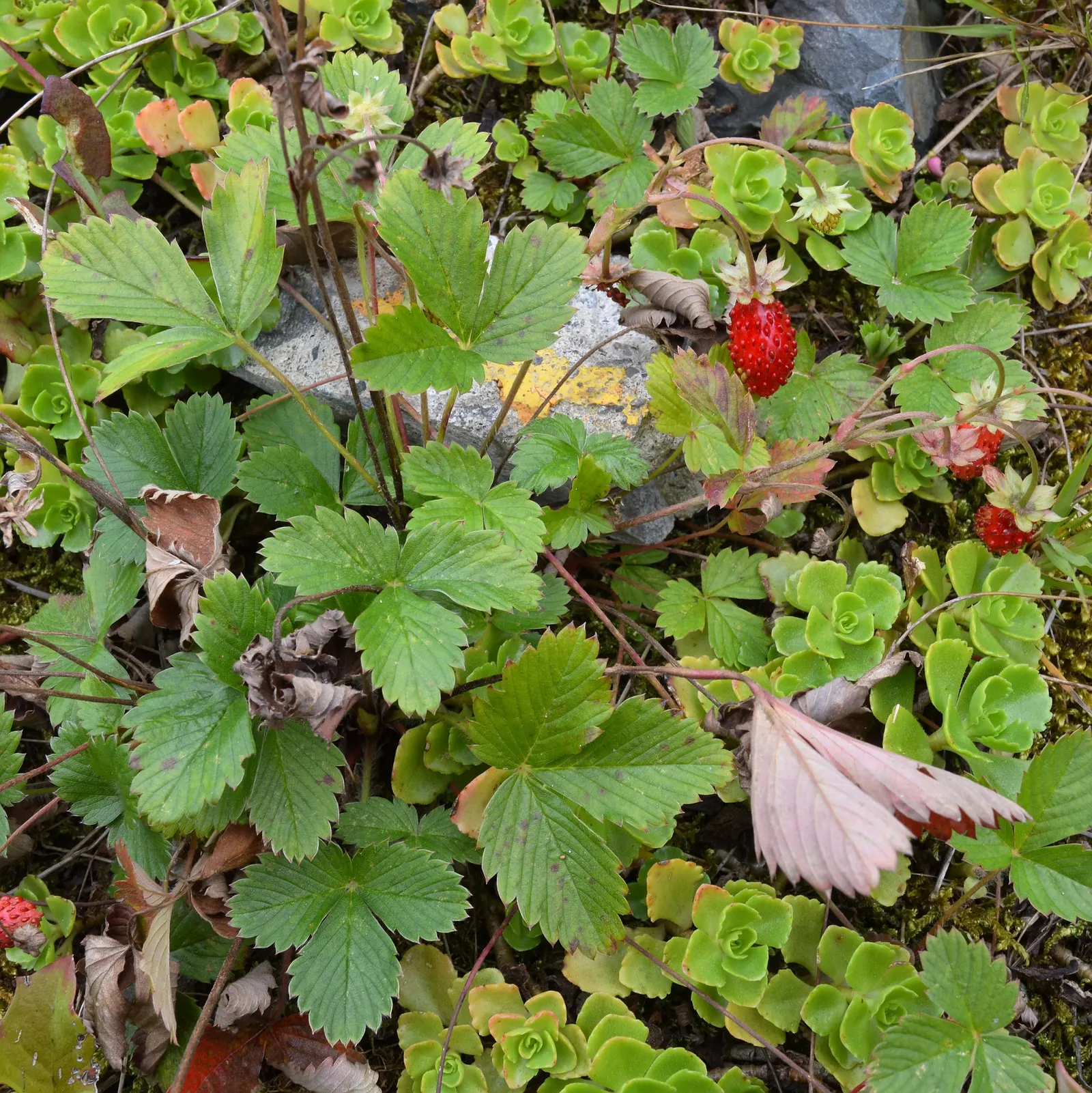 Wild Strawberry (Fragaria Virginiana) — white flowers in the garden; typically reaching only 6 to 8 inches in height