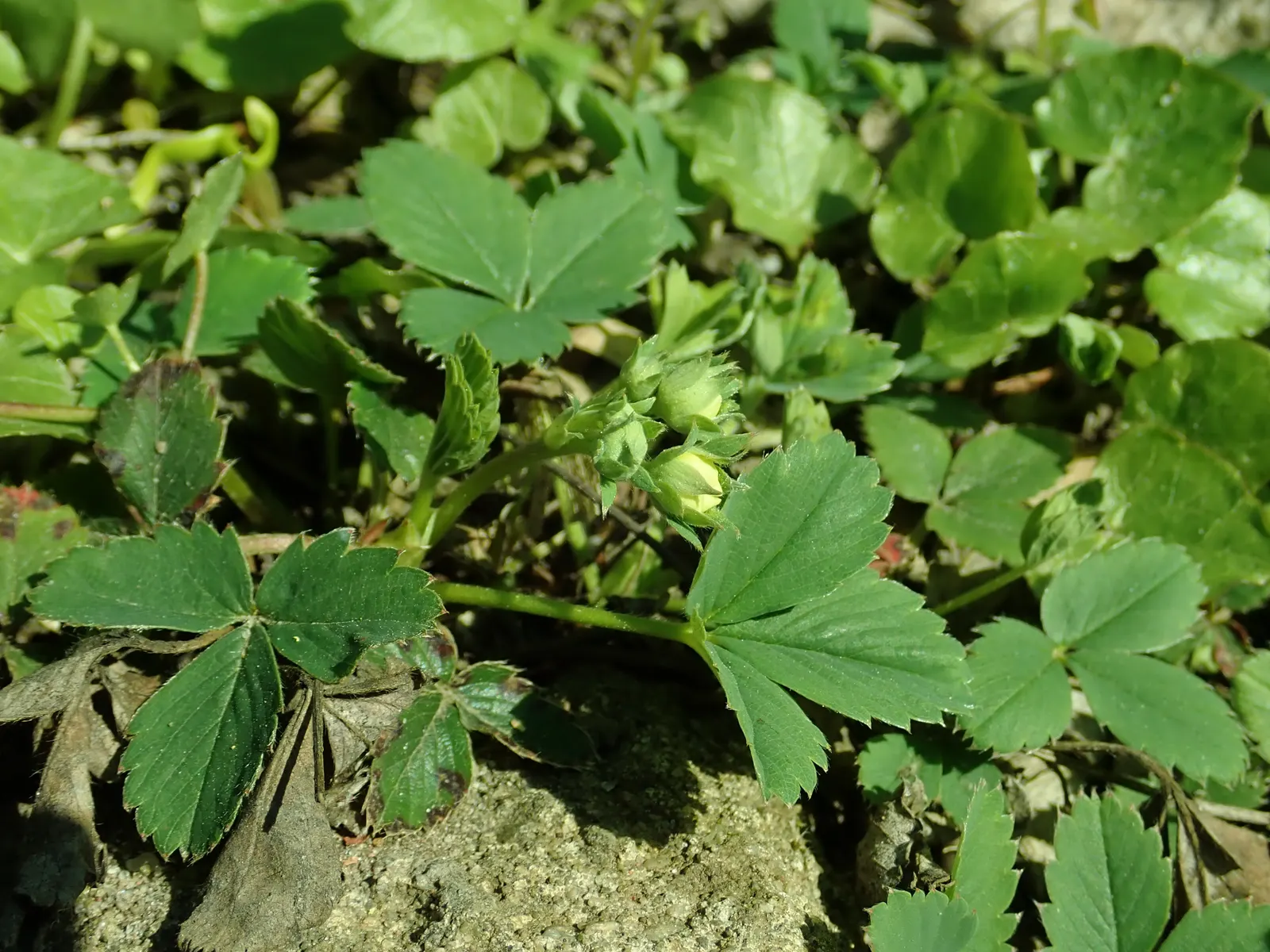Wild Strawberry (Fragaria Virginiana) — commonly known as Wild Strawberry; the plant's petite yet conspicuous five-petaled flowers, image 84