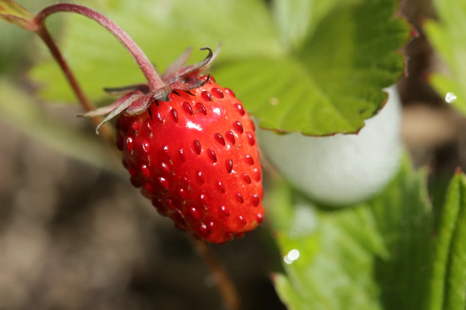 Wild Strawberry (Fragaria Virginiana) — dense mat which can suppress weeds; it produces white blooms followed by edible red berries averaging 0.5-1, image 64