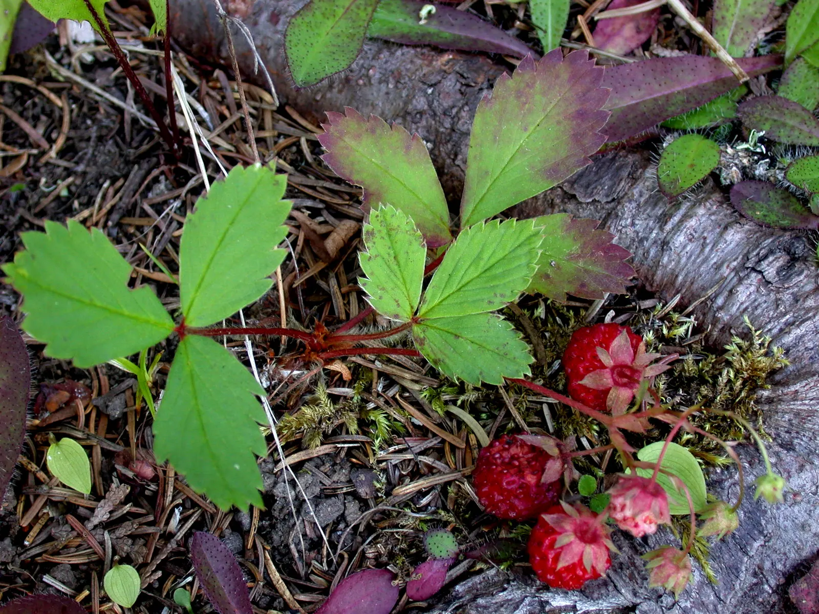 Wild Strawberry (Fragaria Virginiana) — is a groundcover that thrives in USDA zones 5-9; its trifoliate green leaves add texture, spreading to form, image 105