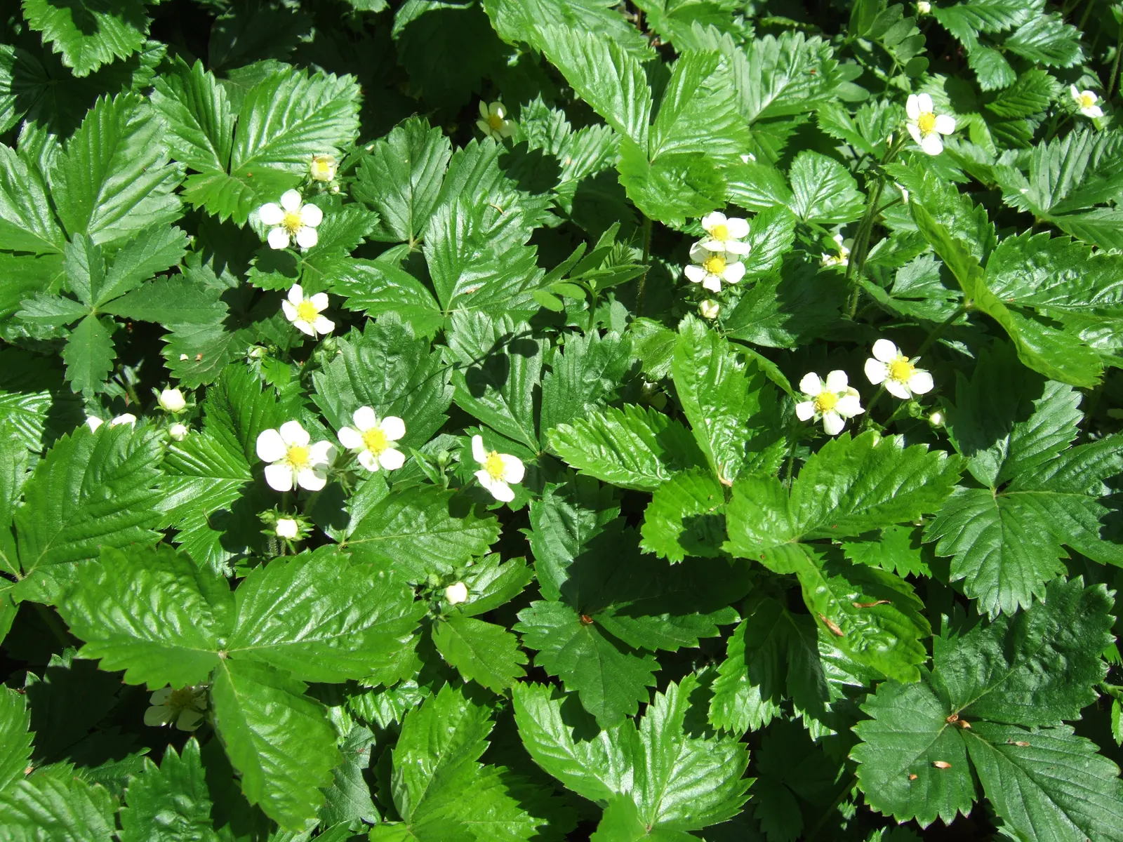 Wild Strawberry (Fragaria Virginiana) — The plant's petite yet conspicuous five-petaled flowers; with a comparable spread of 12 inches