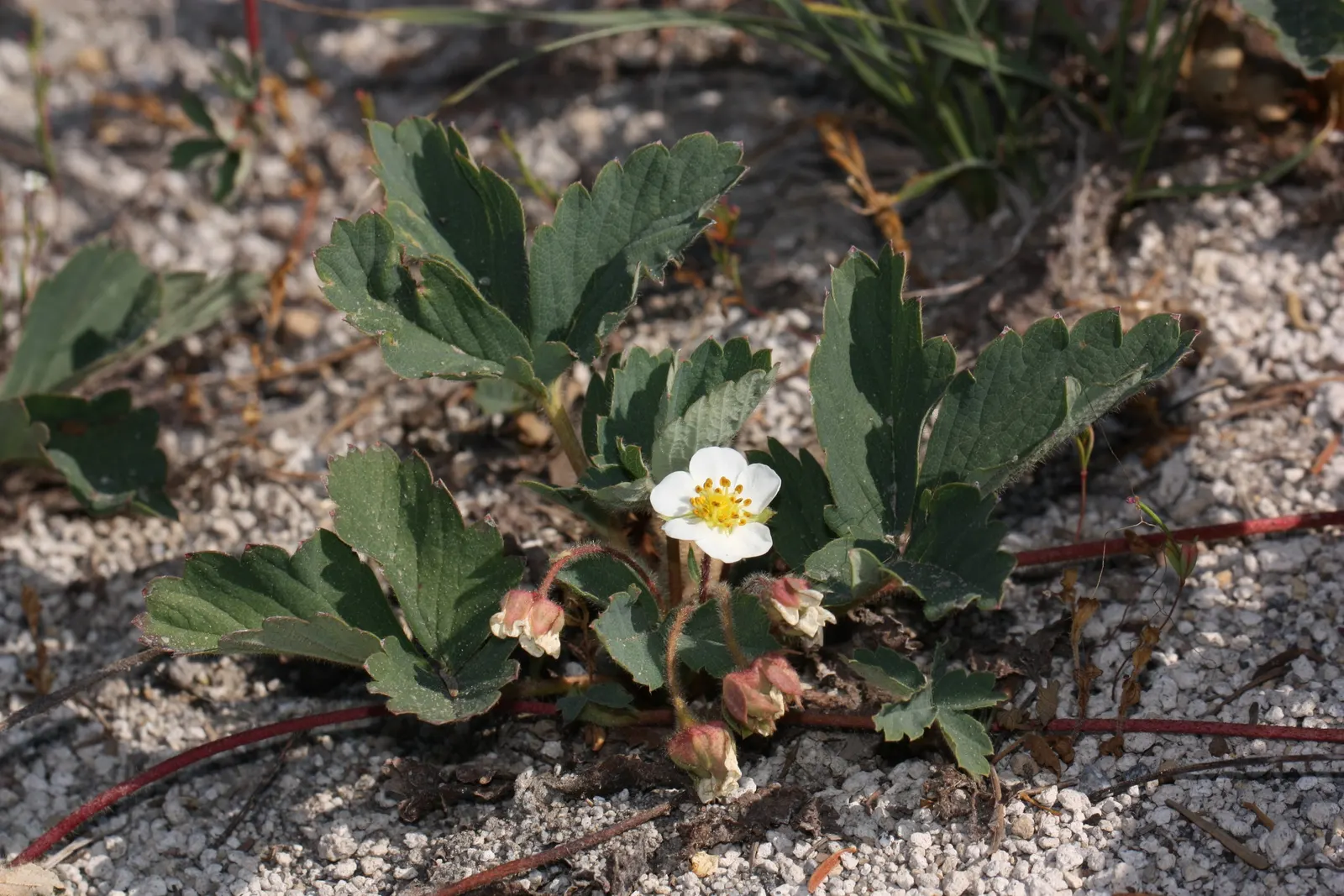 Wild Strawberry (Fragaria Virginiana) — preferring full sun to partial shade