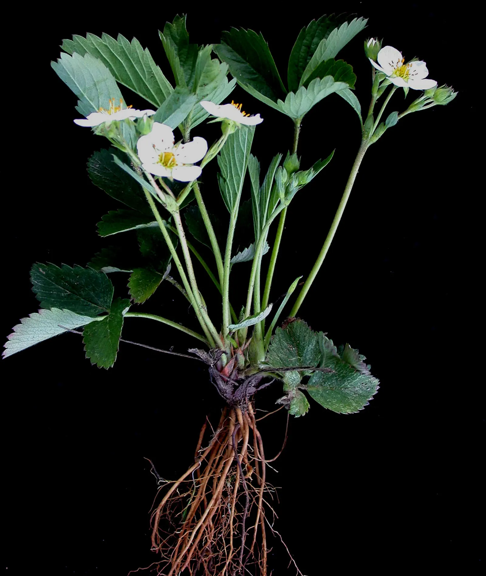 Wild Strawberry (Fragaria Virginiana) — about 0.75 to 1 inch in diameter; virginiana thrives in USDA zones 3 through 10 and prefers full sun to, image 66