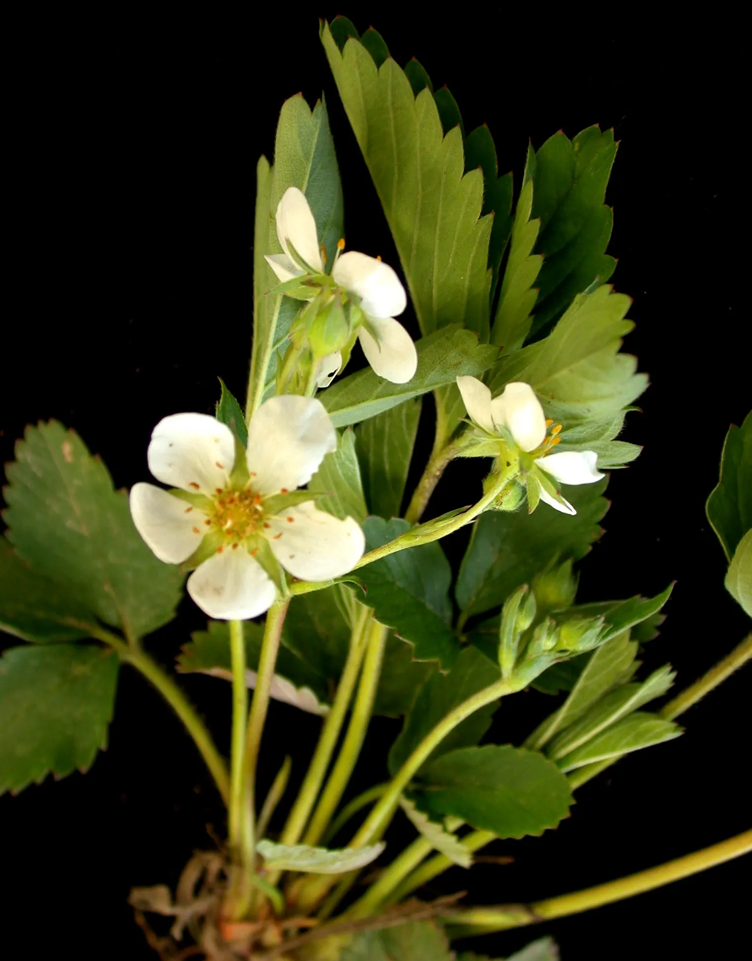 Wild Strawberry (Fragaria Virginiana) — Its trifoliate green leaves add texture, spreading to form mats about 4-6 inches high and 12 inches wide; ground cover