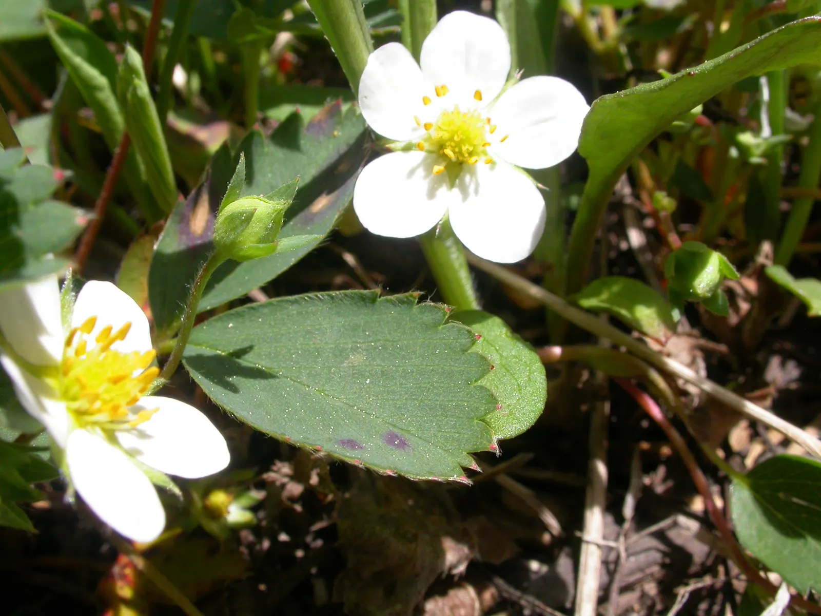 Wild Strawberry (Fragaria Virginiana) — enhancing biodiversity in your landscape; preferring full sun to partial shade