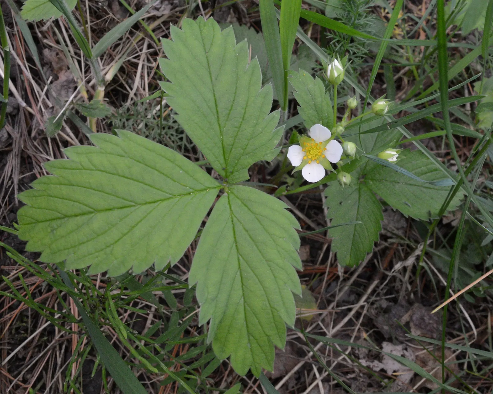 Wild Strawberry (Fragaria Virginiana) — with a comparable spread of 12 inches; emerge in spring and are followed by the characteristic strawberries, image 114