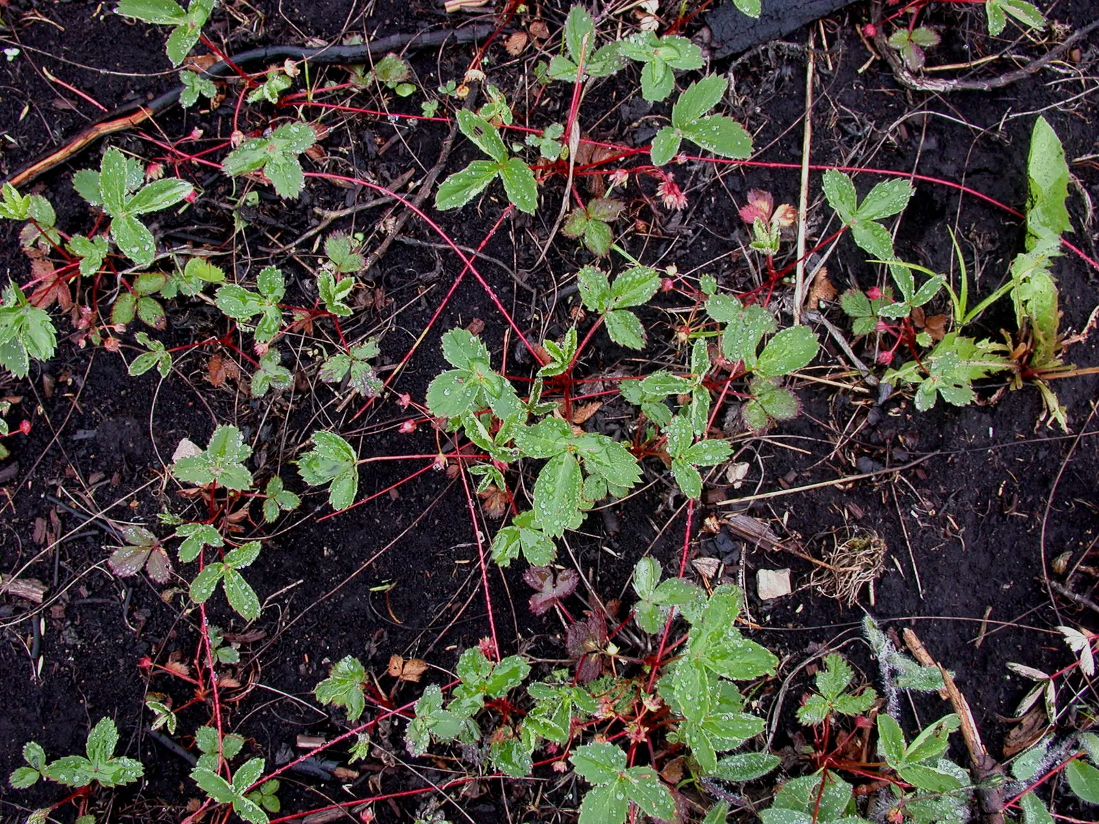 Wild Strawberry (Fragaria Virginiana) — For optimal growth, plant in well-draining soil with moderate moisture; this resilient species is, image 70
