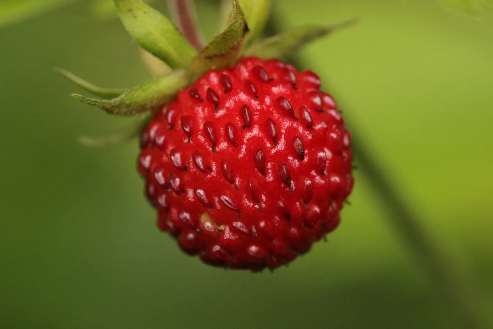 Wild Strawberry (Fragaria Virginiana) — with a comparable spread of 12 inches; emerge in spring and are followed by the characteristic strawberries