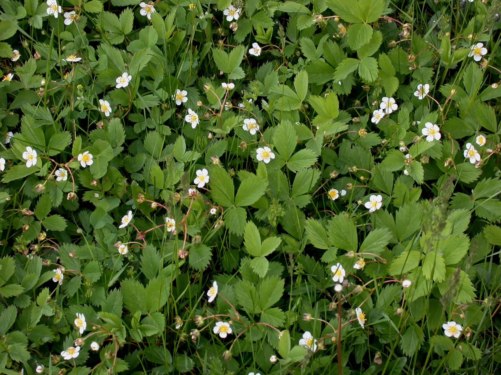 Wild Strawberry (Fragaria Virginiana) — offers both aesthetic charm and edible delight to a diverse landscape design; making it an excellent option, image 85