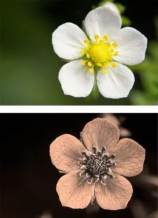 Wild Strawberry (Fragaria Virginiana) — This resilient species is drought-tolerant once established and can adapt to a variety of soil conditions, image 97