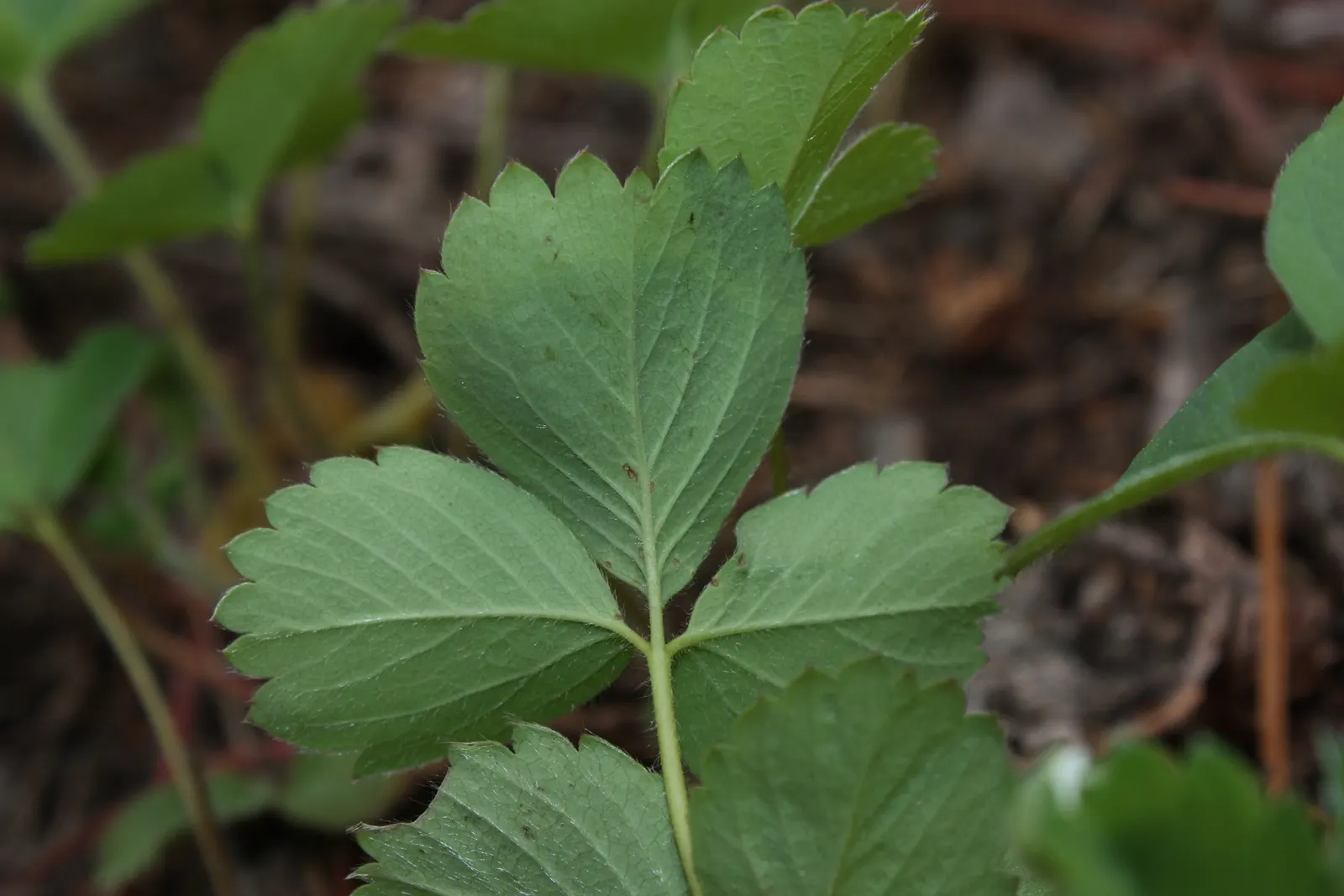 Wild Strawberry (Fragaria Virginiana) — typically reaching only 6 to 8 inches in height; this herbaceous perennial is native to North America and, image 87