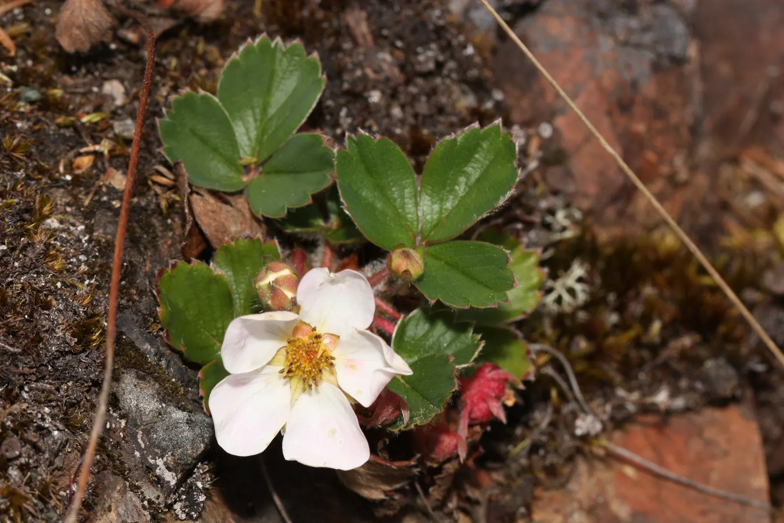 Wild Strawberry (Fragaria Virginiana) — ground cover / perennial for full or half