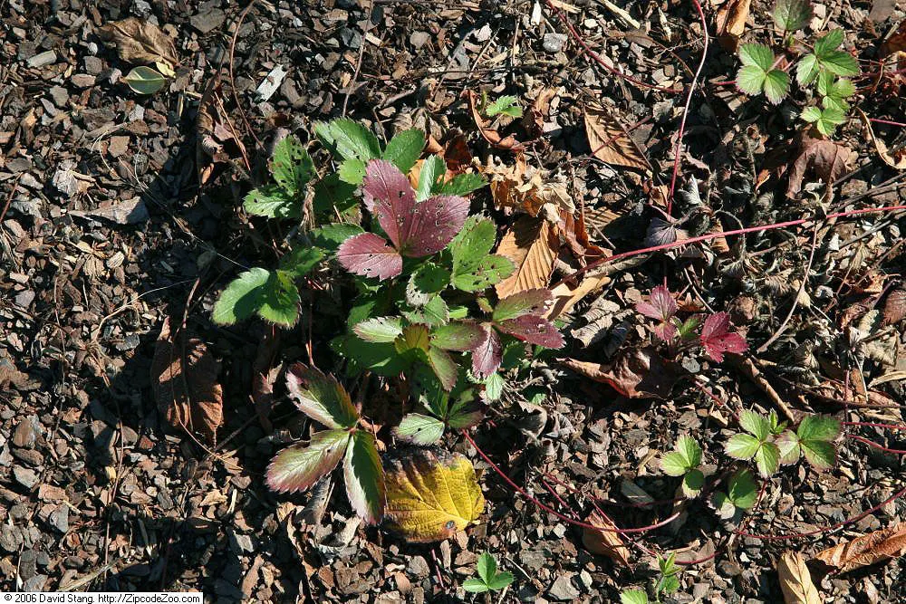 Wild Strawberry (Fragaria Virginiana) — emerge in spring and are followed by the characteristic strawberries; white flowers in the garden, image 67