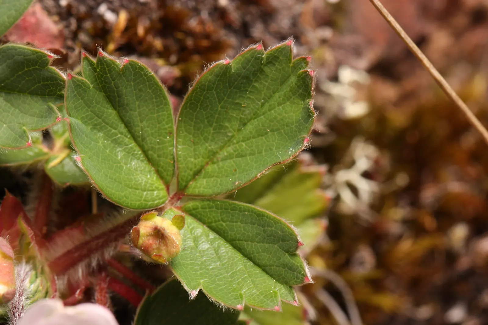 Wild Strawberry (Fragaria Virginiana) — preferring full sun to partial shade; forming an excellent ground cover, image 80