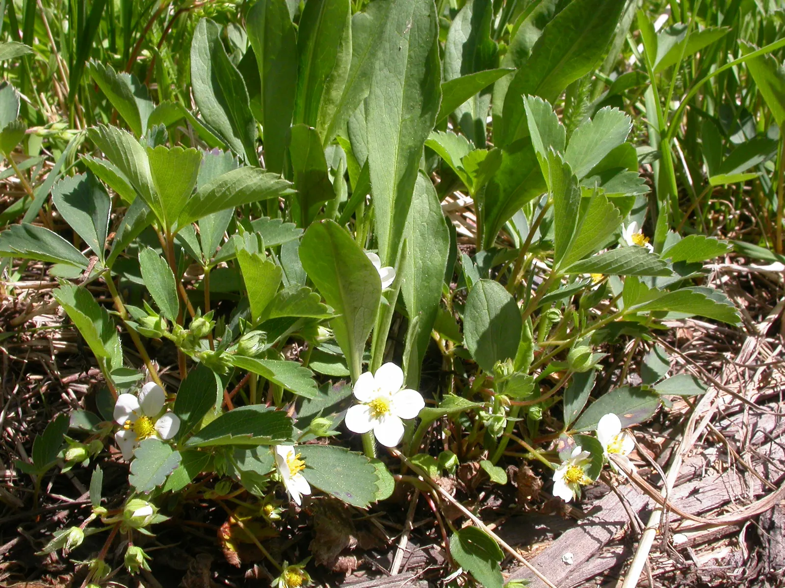 Wild Strawberry (Fragaria Virginiana) — with a comparable spread of 12 inches