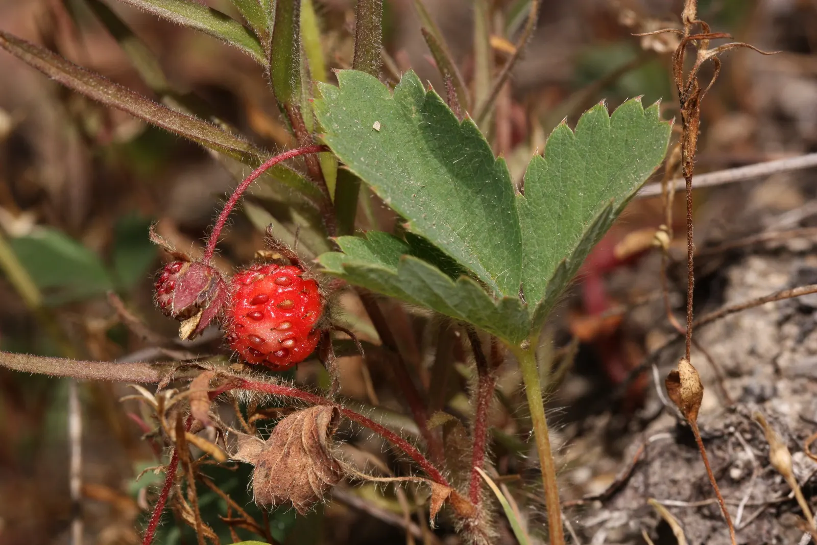 Wild Strawberry (Fragaria Virginiana) — This native is ideal for naturalized areas, offering food for wildlife and a charming, rustic aesthetic, image 83