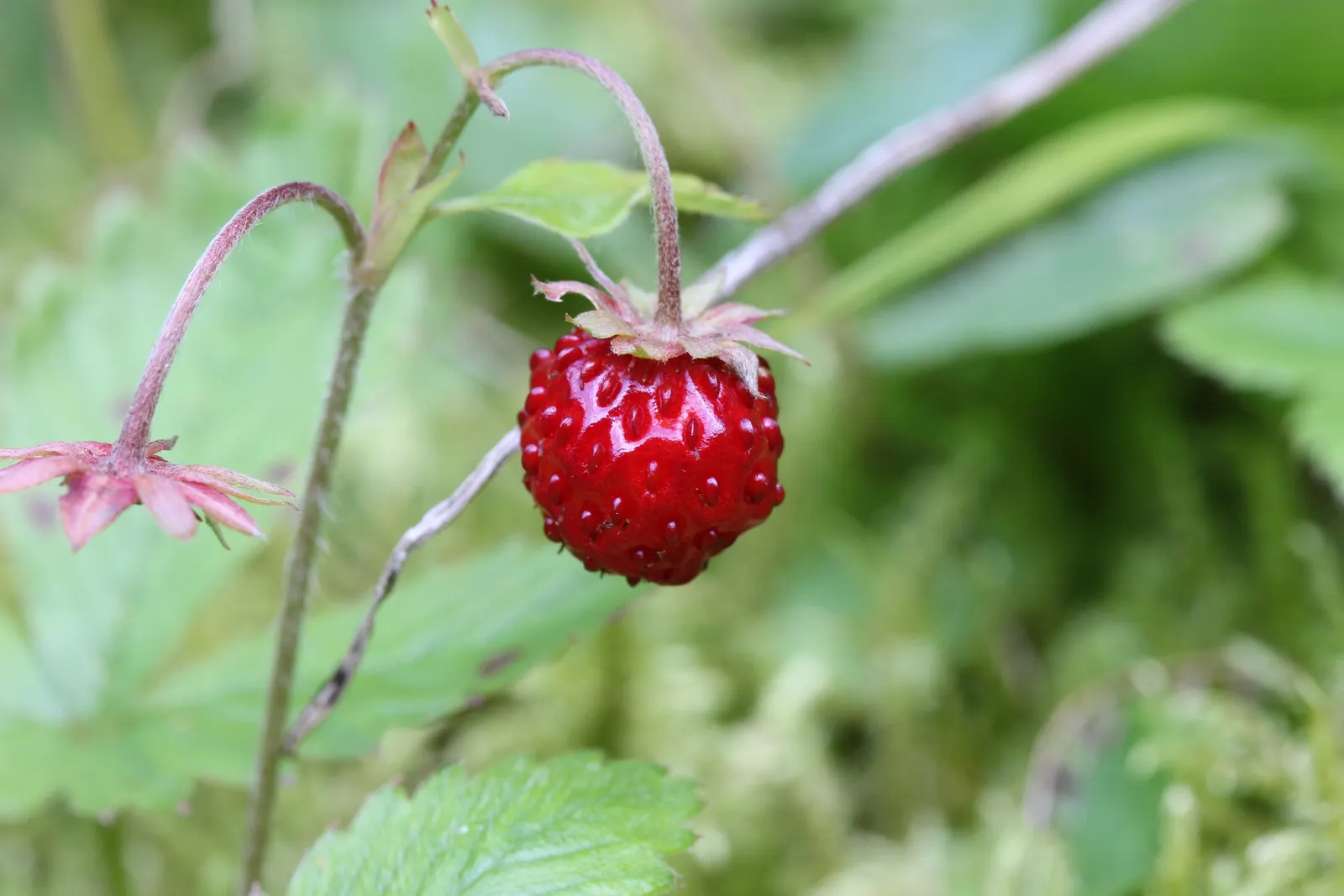Wild Strawberry (Fragaria Virginiana) — Its trifoliate green leaves add texture, spreading to form mats about 4-6 inches high and 12 inches wide